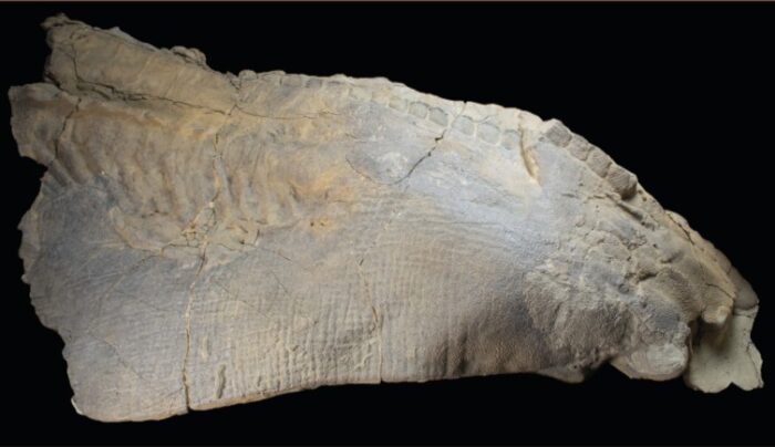 Glittering skin dino mummy is changing how we view fossils