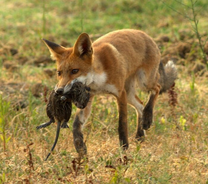 Do foxes fish? Scientists finally observe a fox fishing