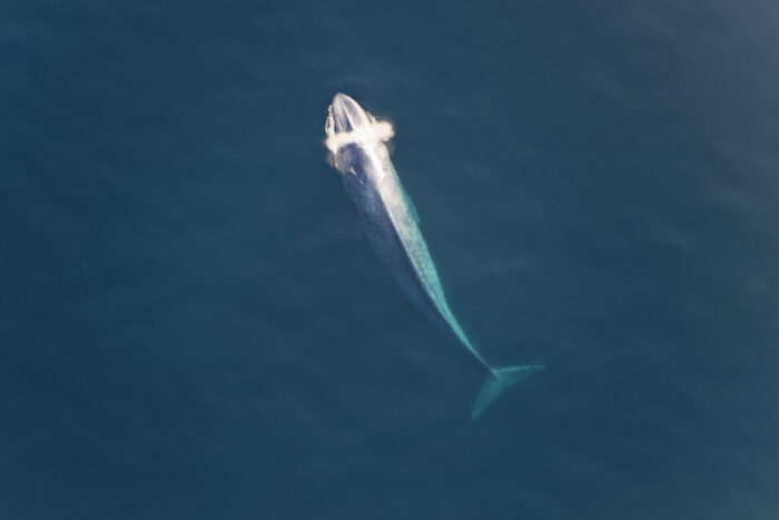Blue whales consume a lot of microplastic
