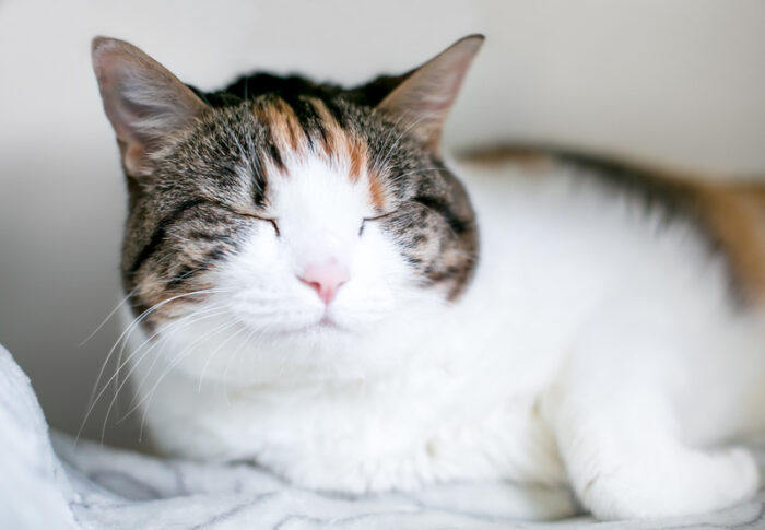 Want to speak cat? Learn to slow-blink!