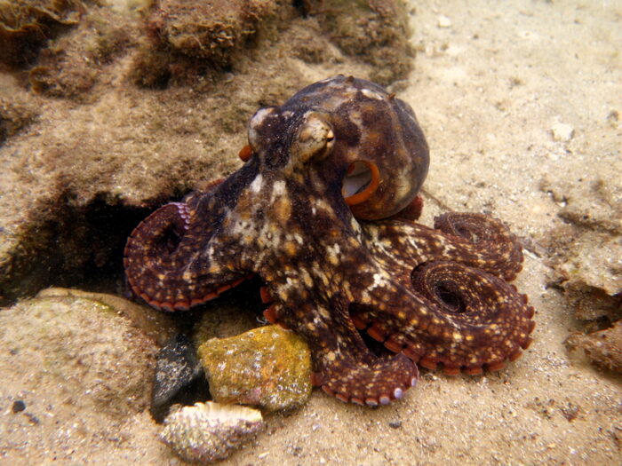 Octopuses are throwing things at each other