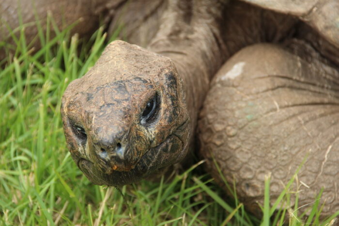 Jonathan is the world's oldest tortoise
