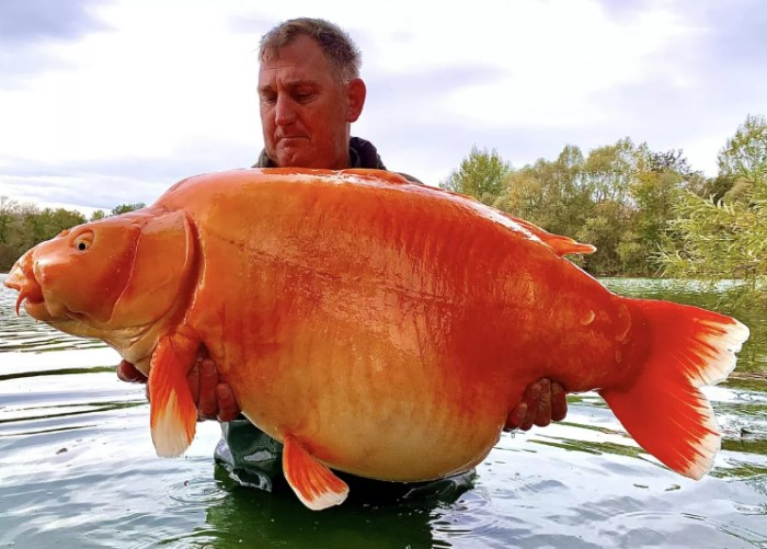 Man catches enormous 30-kilogram goldfish