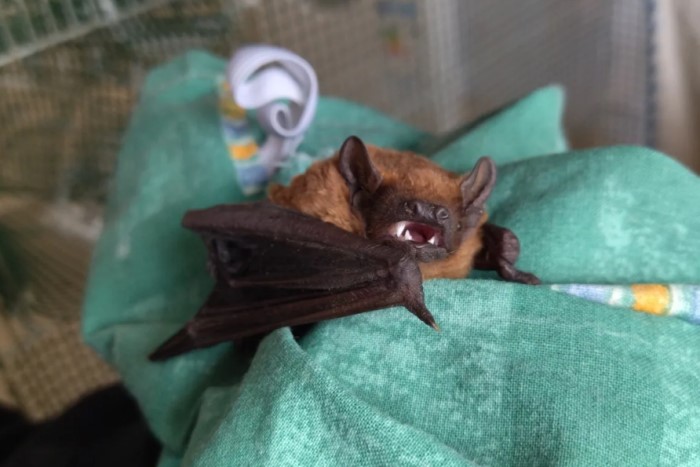 How a Ukrainian zoologist saved 1,000 bats