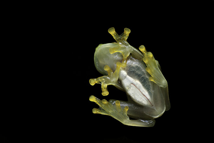 How do glass frogs become 'invisible'? They hide their blood