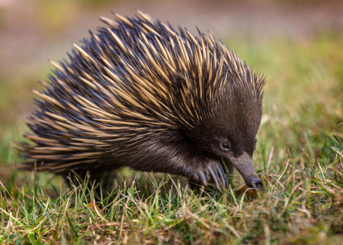 Echidnas use snot to cool their bodies