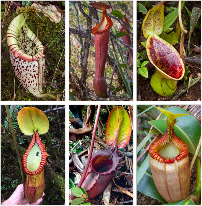 These carnivorous plants eat poop