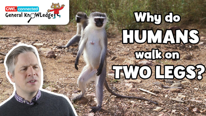 General KnOWLedge: Why do humans walk on two legs?