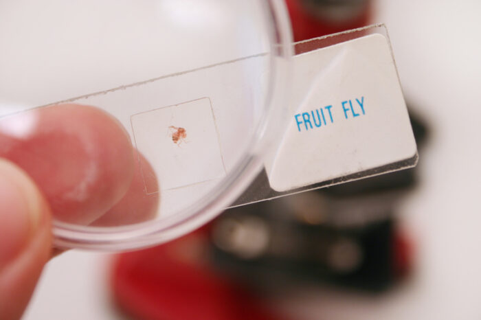 See a map of a fruit fly brain!