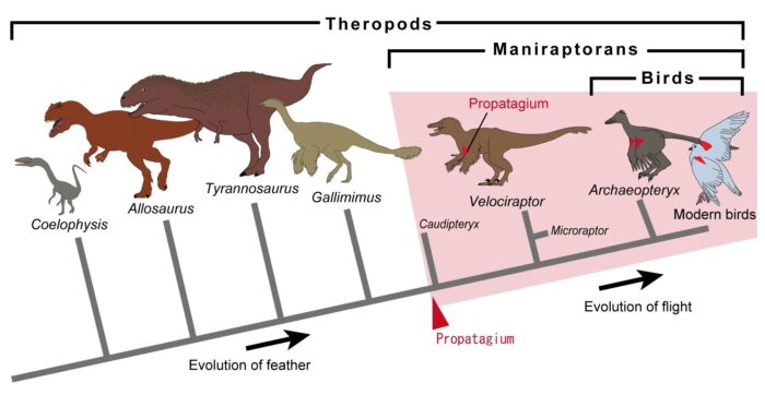 Liaodactylus primus and the ecological evolution of Pterodactyloidea.