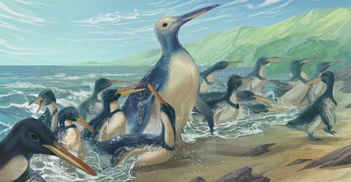 Fossils found of heaviest penguin
