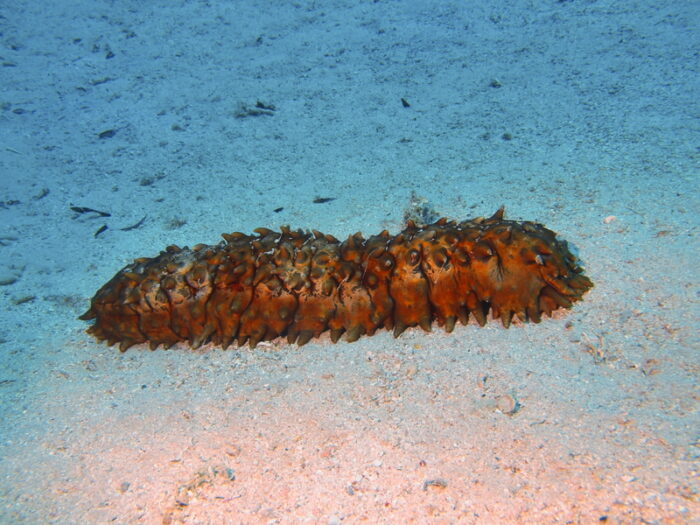 Sea cucumbers shoot sticky organs that are like spider silk - Owl Connected