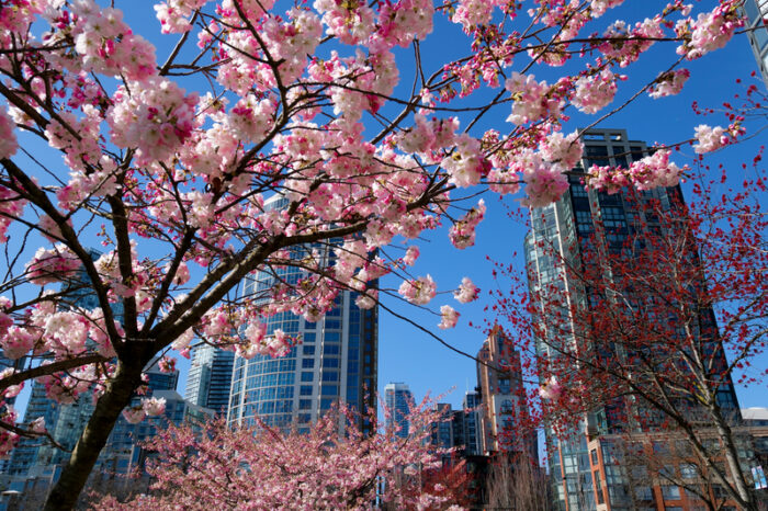Super sakura: Why cherry blossoms are so special