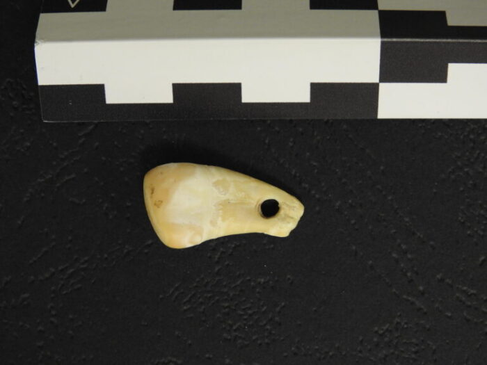 Ancient DNA recovered from deer tooth pendant
