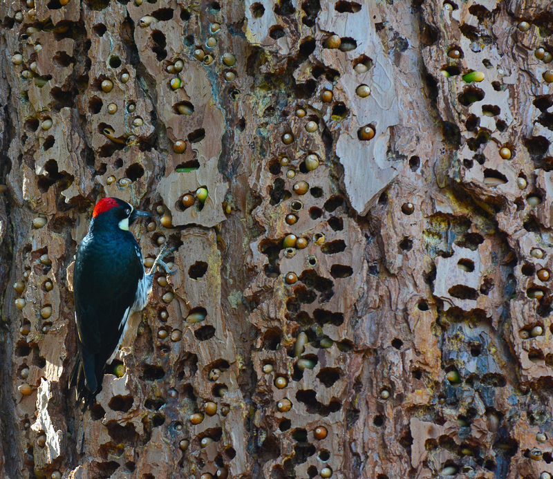 Watch these acorn woodpeckers decorate trees with nuts