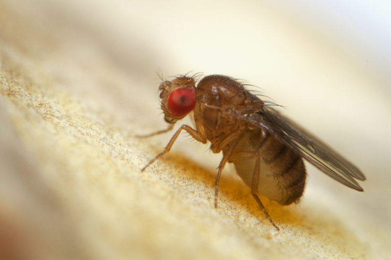 Surprise new organelle found in fruit flies