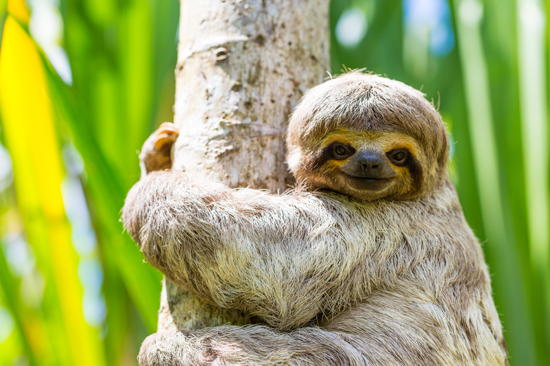 Is sloth fur the solution to fighting off superbugs?