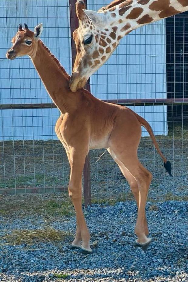 Meet a spotless giraffe!